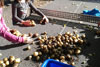 Kartoffelernte mit den Schulkindern im Herbst