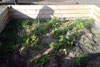 Karfoffelpflanzen im Heubeet nach einigen Monaten